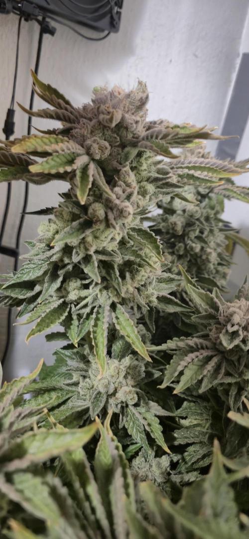 Mimosa X Orange Punch DWC second attempt. Week 18 - Fd82.