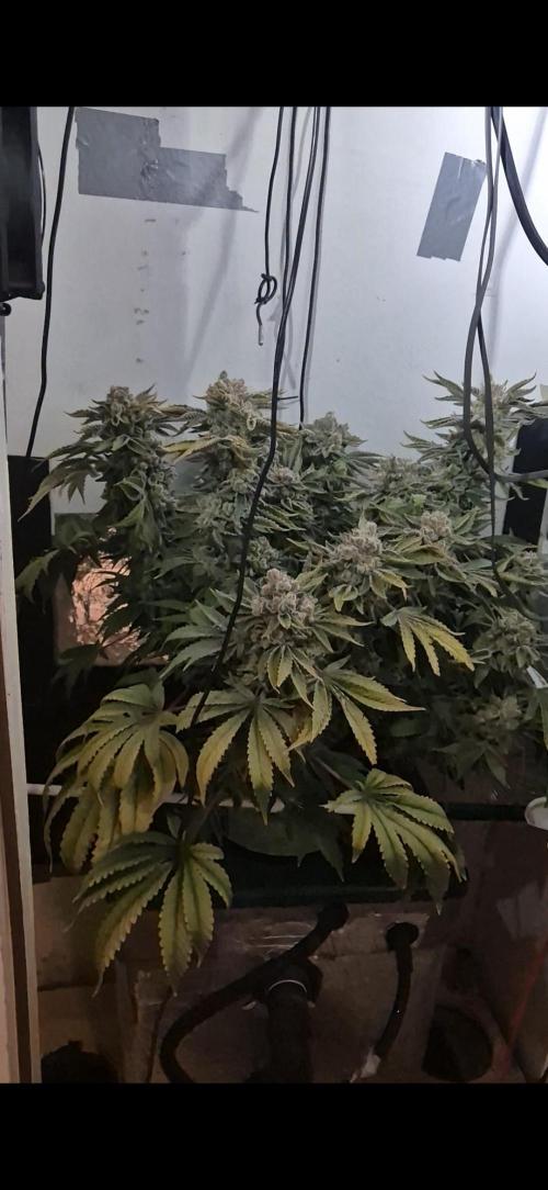 Mimosa X Orange Punch DWC second attempt. Week 19 - Fd84.