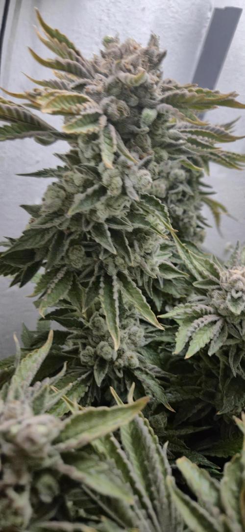 Mimosa X Orange Punch DWC second attempt. Week 19 - Fd84.