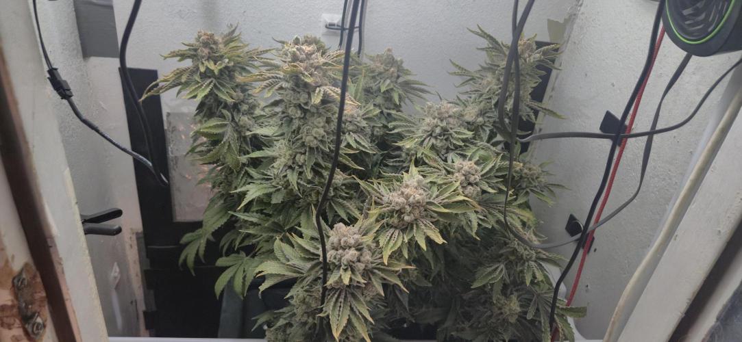Mimosa X Orange Punch DWC second attempt. Week 20 - Fd91.