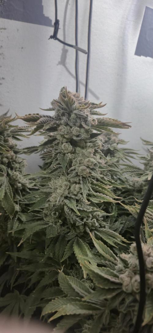 Mimosa X Orange Punch DWC second attempt. Week 20 - Fd91.