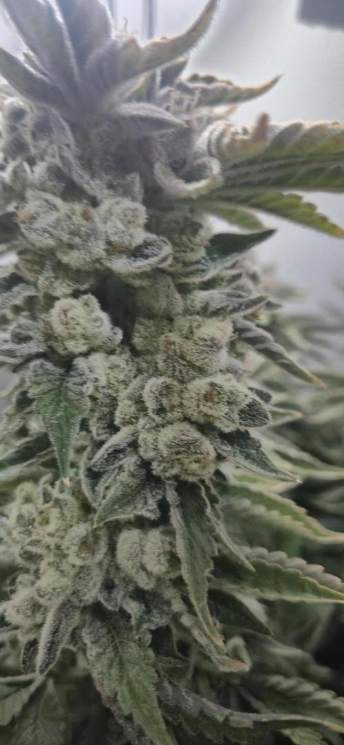 Mimosa X Orange Punch DWC second attempt. Week 20 - Fd91.