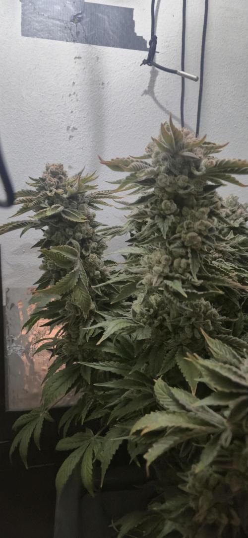 Mimosa x Orange Punch. Week 20
