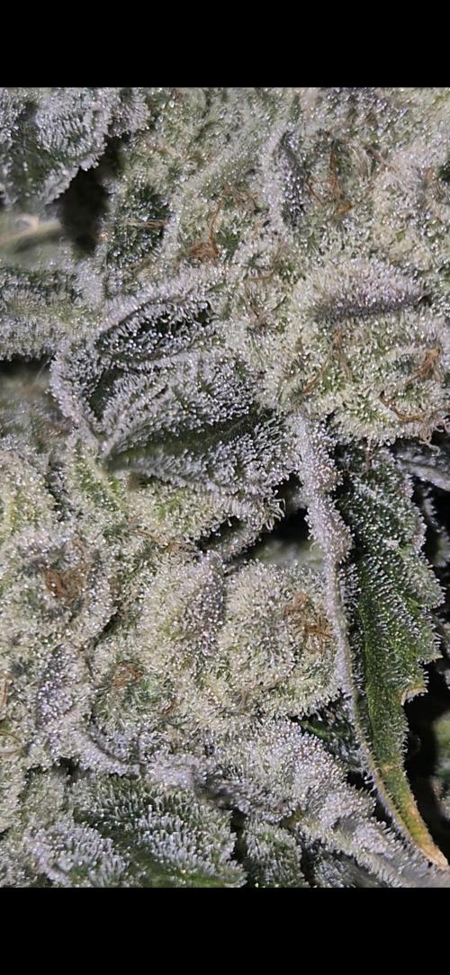 Mimosa x Orange Punch. Week 20