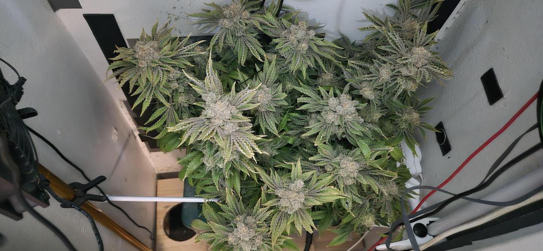 Mimosa X Orange Punch DWC second attempt. Week 21 - fd93.