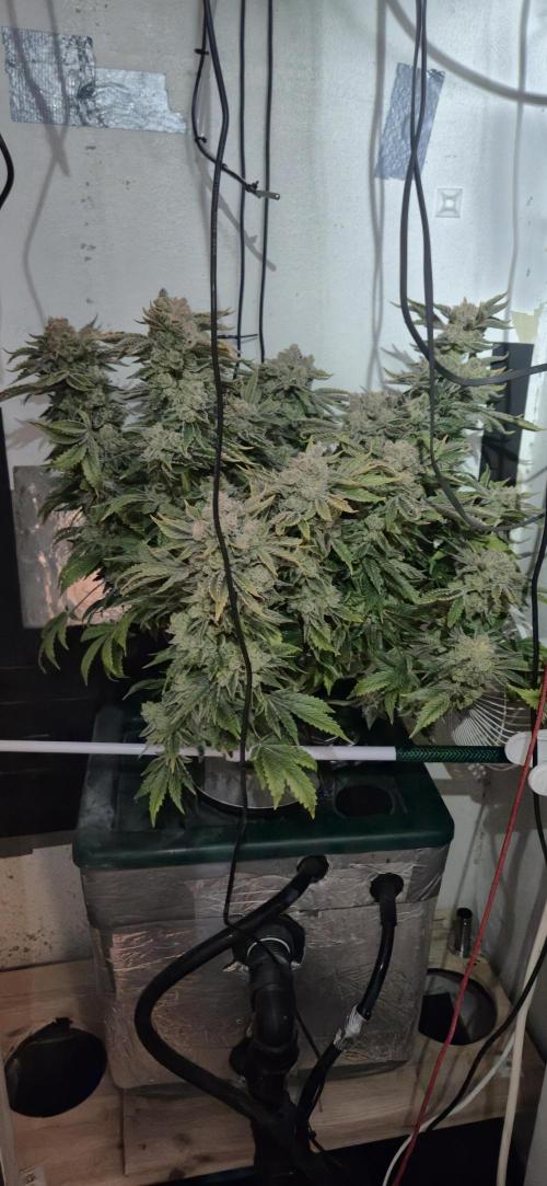 Mimosa X Orange Punch DWC second attempt. Week 21 - Fd94.