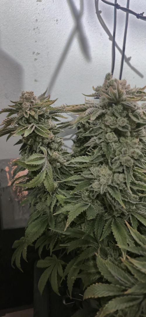 Mimosa x Orange Punch. Week 21