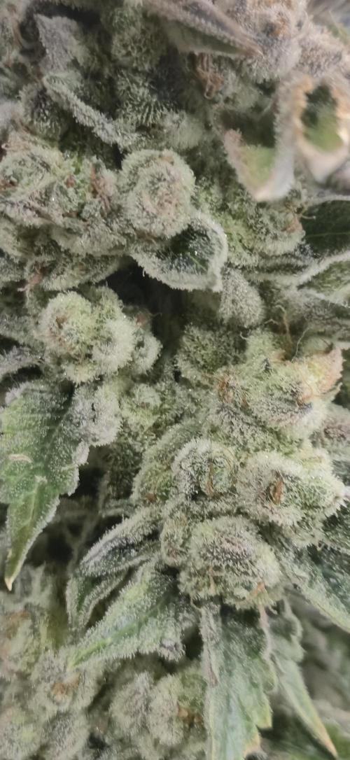 Mimosa x Orange Punch. Week 21