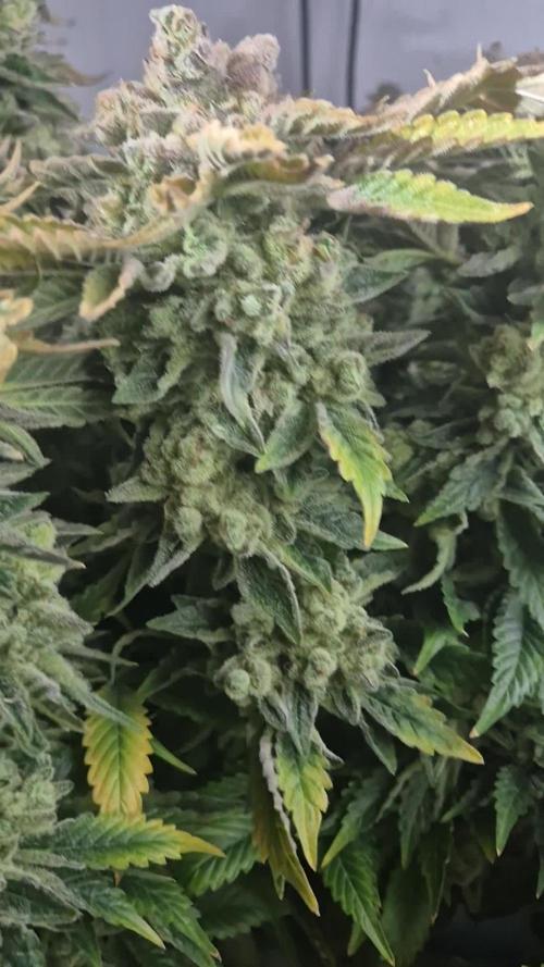 Mimosa X Orange Punch DWC second attempt