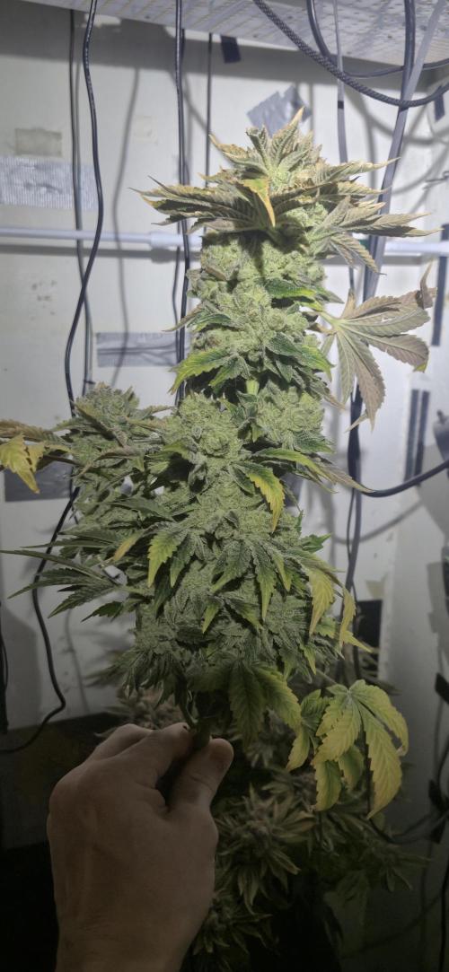 Mimosa X Orange Punch DWC second attempt. Week 22