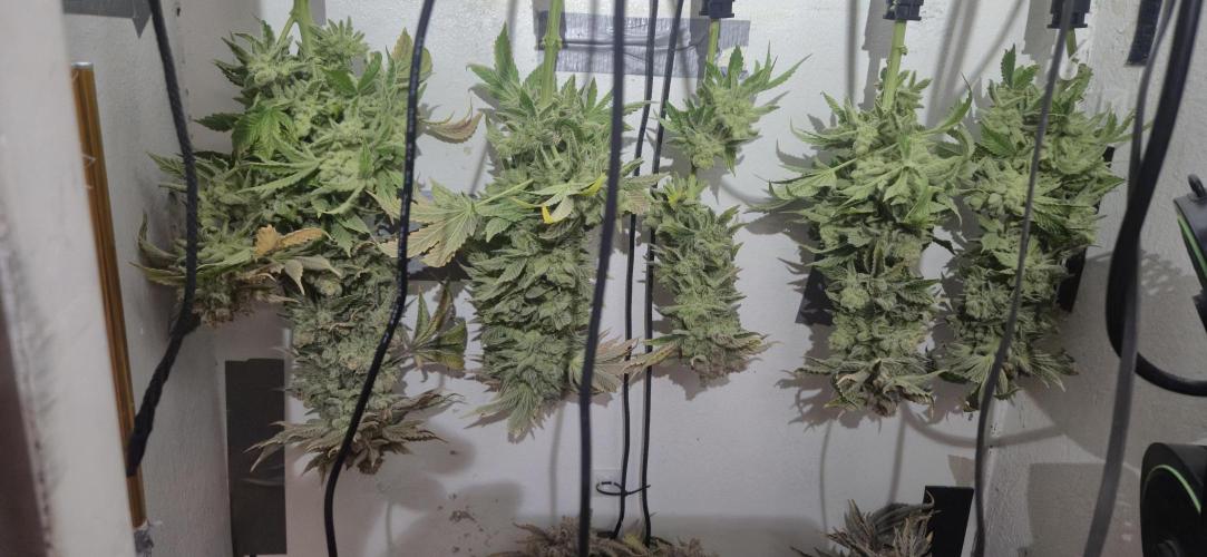 Mimosa X Orange Punch DWC second attempt. Week 22