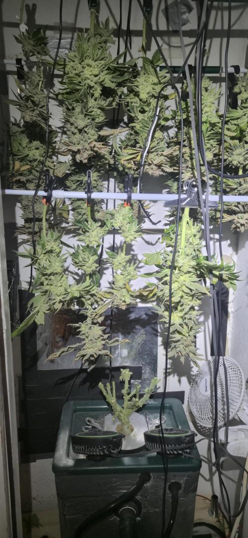 Mimosa X Orange Punch DWC second attempt. Week 22