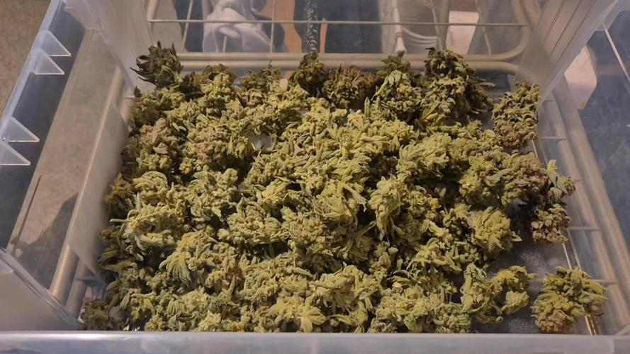 Mimosa X Orange Punch DWC second attempt