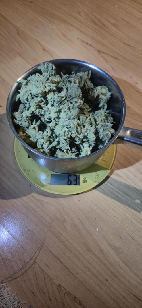 Mimosa X Orange Punch DWC second attempt. Week 22