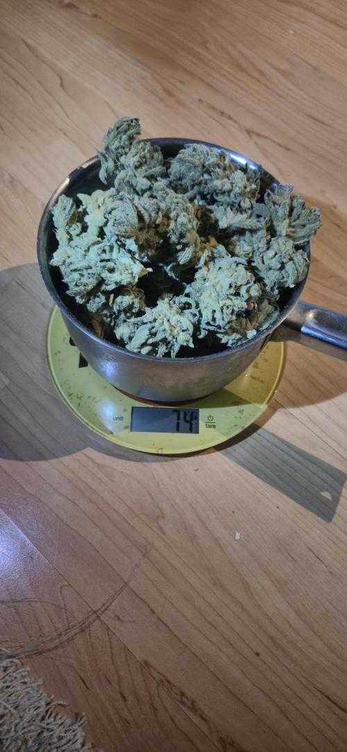 Mimosa X Orange Punch DWC second attempt. Week 22