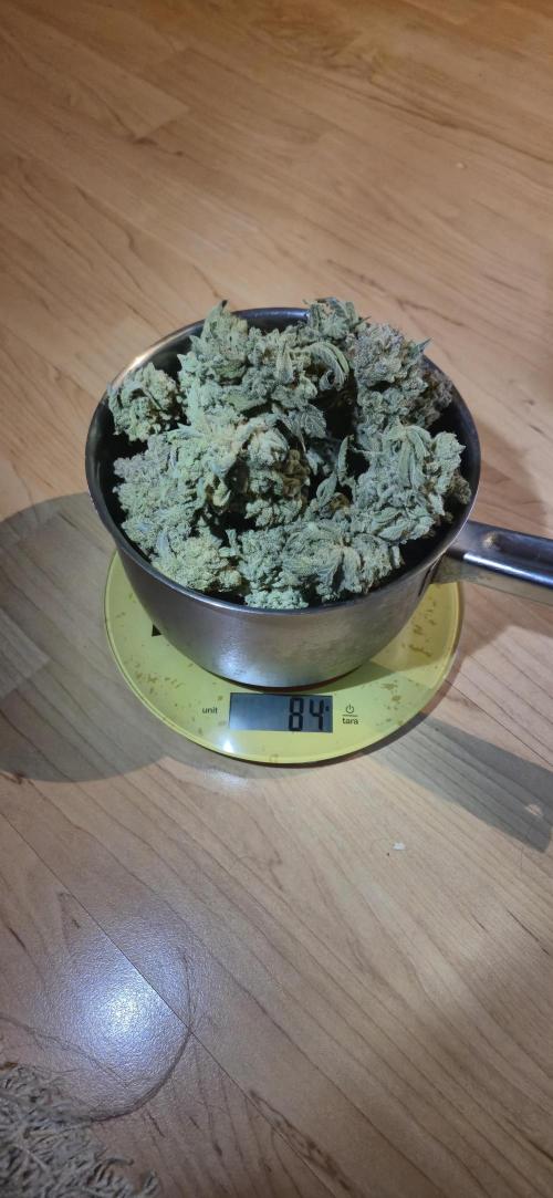 Mimosa X Orange Punch DWC second attempt. Week 22