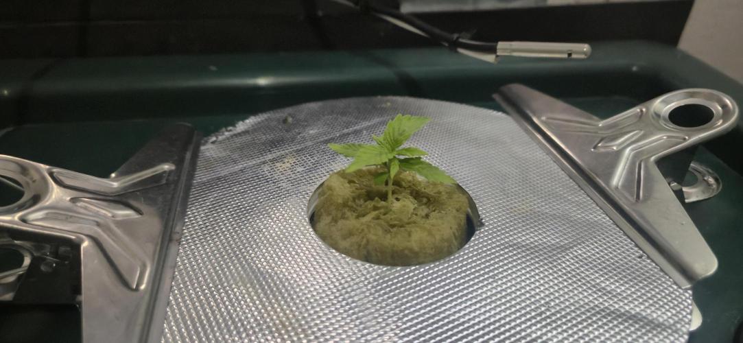 Gorilla Cookies Auto - DWC. Week 1