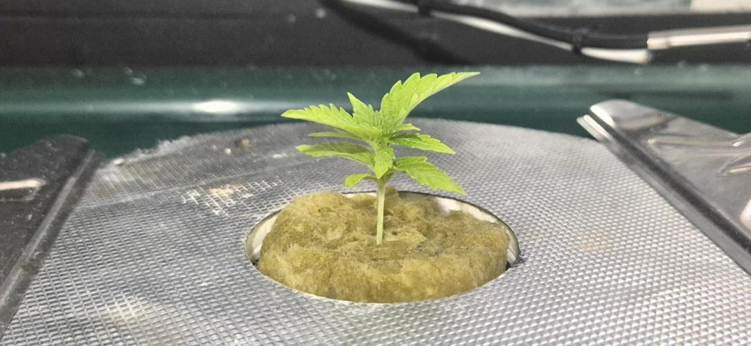 Gorilla Cookies Auto. Week 1