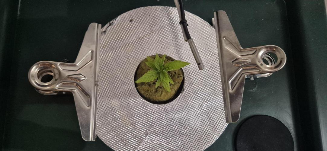 Gorilla Cookies Auto - DWC. Week 1 - 8/1/26