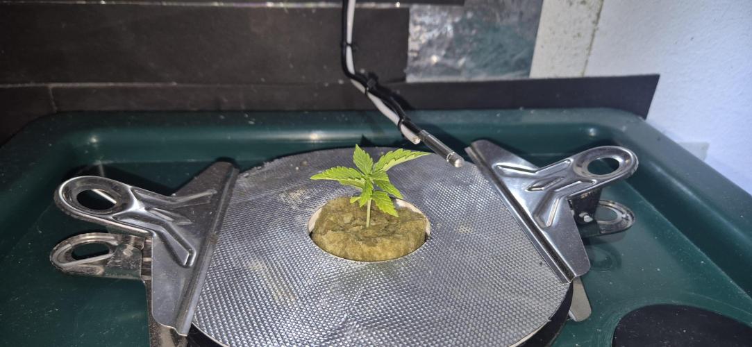 Gorilla Cookies Auto. Week 1
