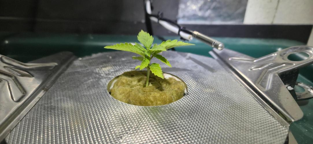 Gorilla Cookies Auto - DWC. Week 2 - 8/3/26
