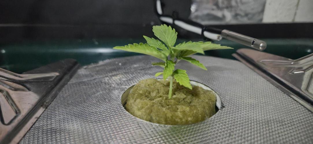 Gorilla Cookies Auto - DWC. Week 2 - 8/4/26