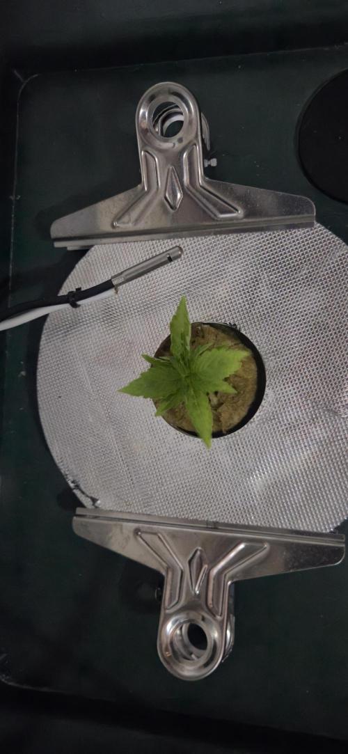 Gorilla Cookies Auto - DWC. Week 2 - 8/4/26
