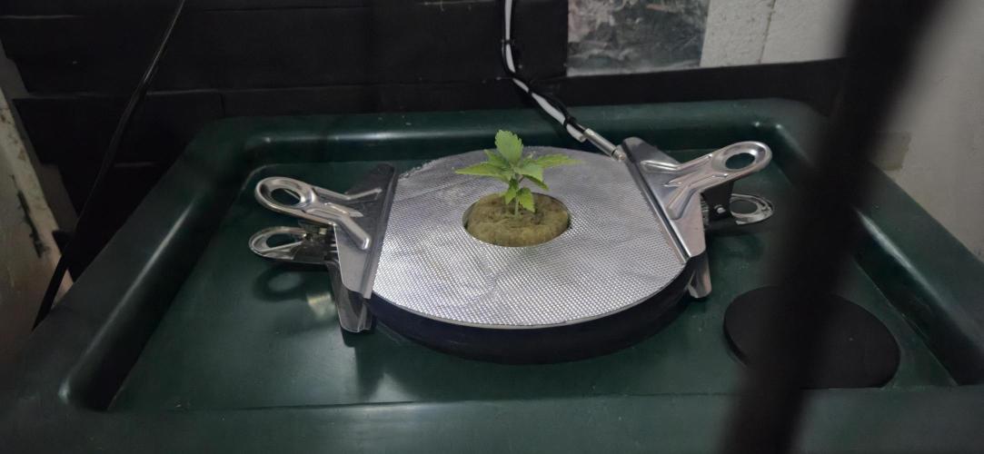 Gorilla Cookies Auto - DWC. Week 2 - 8/4/26