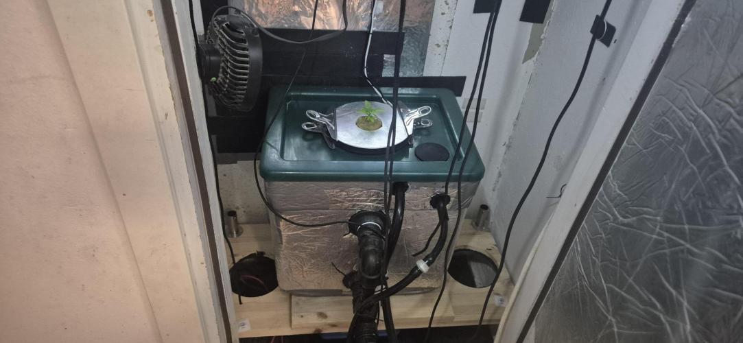 Gorilla Cookies Auto. Week 2
