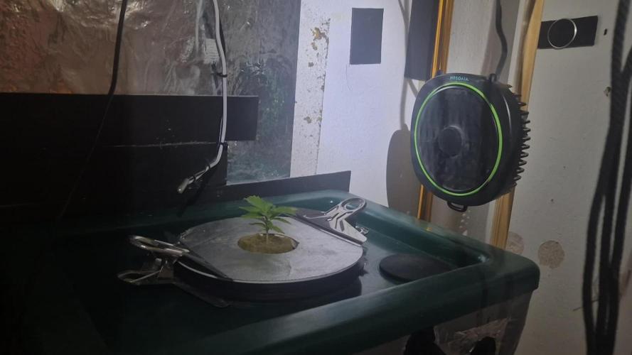 Gorilla Cookies Auto - DWC