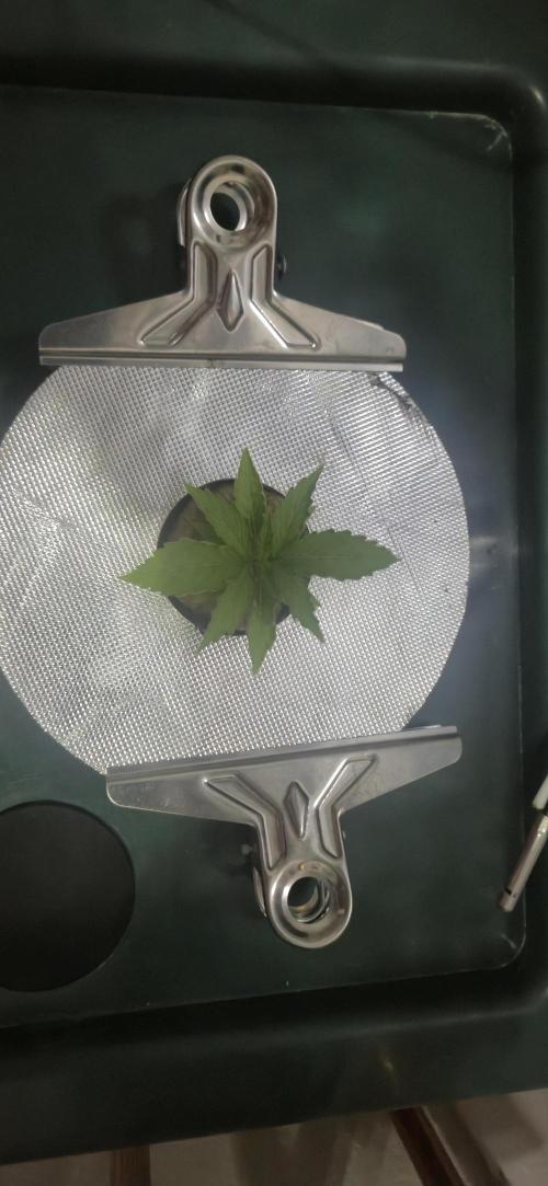 Gorilla Cookies Auto - DWC. Week 2 - 8/6/26