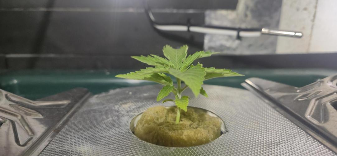 Gorilla Cookies Auto - DWC. Week 2 - 8/6/26
