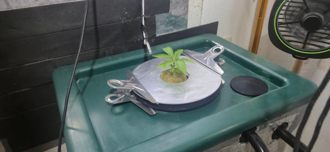 Gorilla Cookies Auto - DWC. Week 2 - 8/7/26