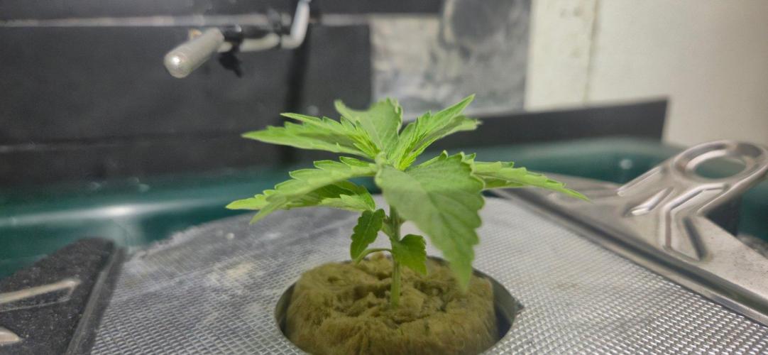 Gorilla Cookies Auto. Week 2