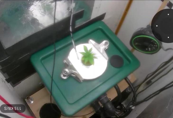 Gorilla Cookies Auto - DWC