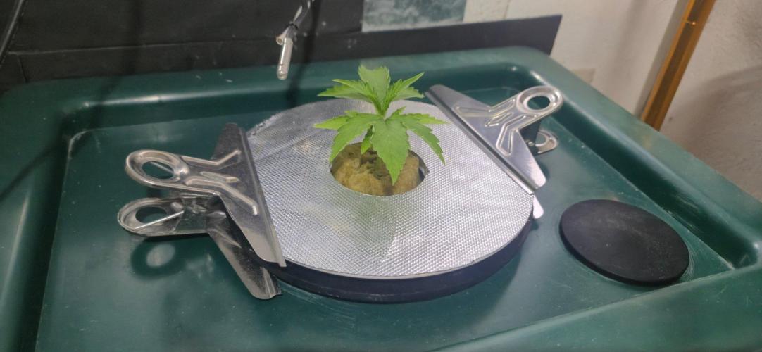 Gorilla Cookies Auto - DWC. Week 2 - 8/8/26