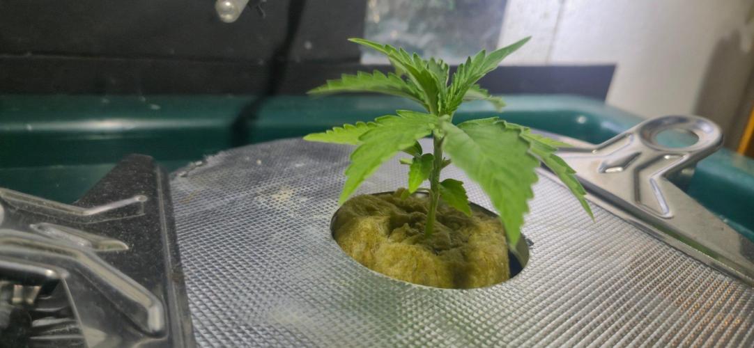 Gorilla Cookies Auto. Week 2