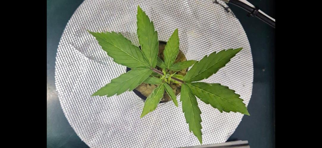 Gorilla Cookies Auto. Week 2