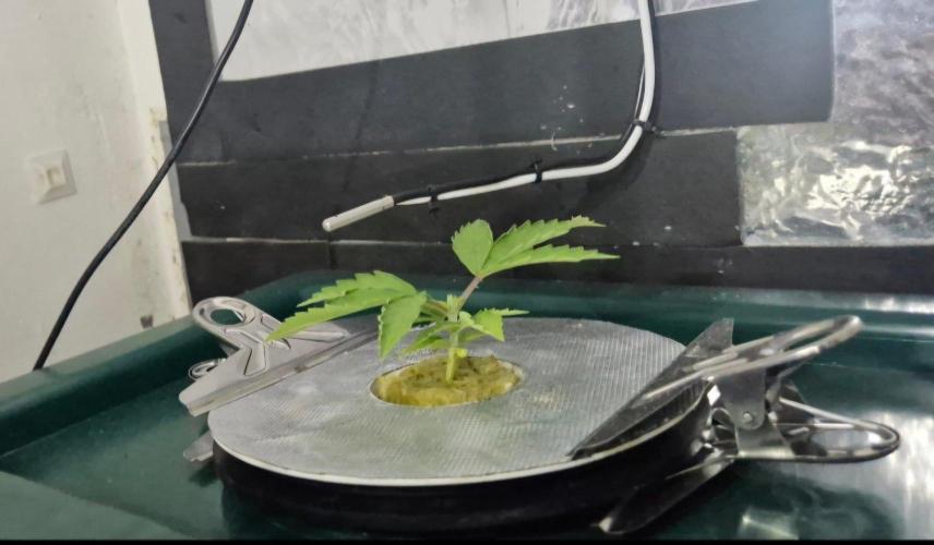 Gorilla Cookies Auto - DWC. Week 2 - 8/9/26