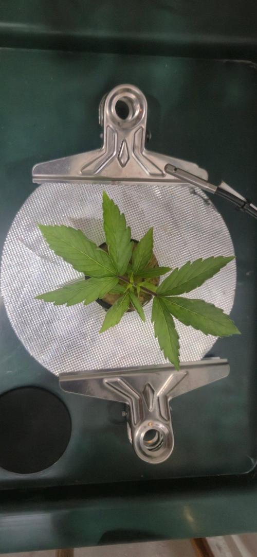 Gorilla Cookies Auto - DWC. Week 3 - 8/10/26