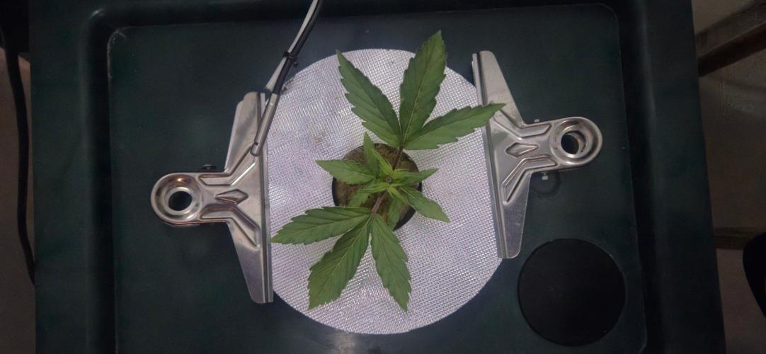 Gorilla Cookies Auto - DWC. Week 3 - 8/11/26