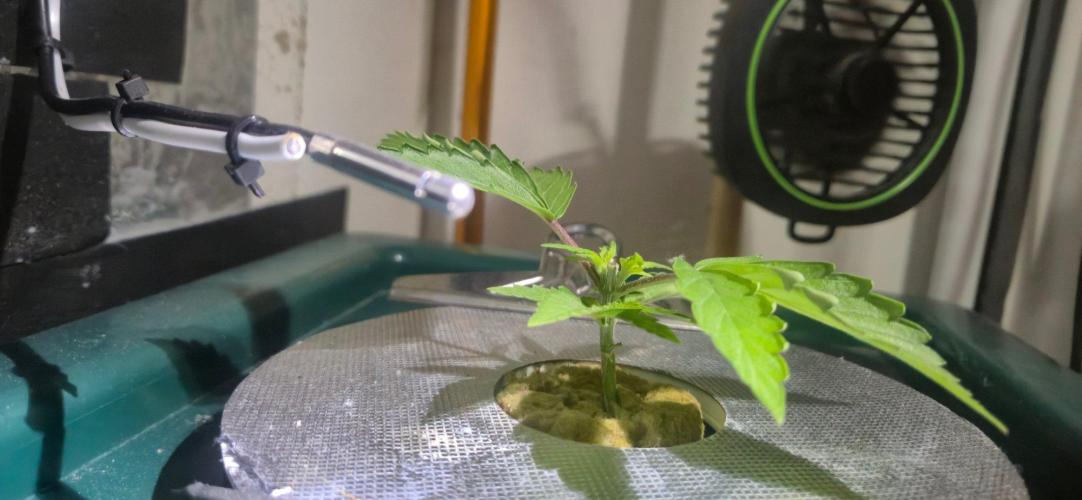 Gorilla Cookies Auto - DWC. Week 3 - 8/11/26