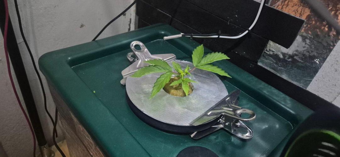 Gorilla Cookies Auto. Week 3