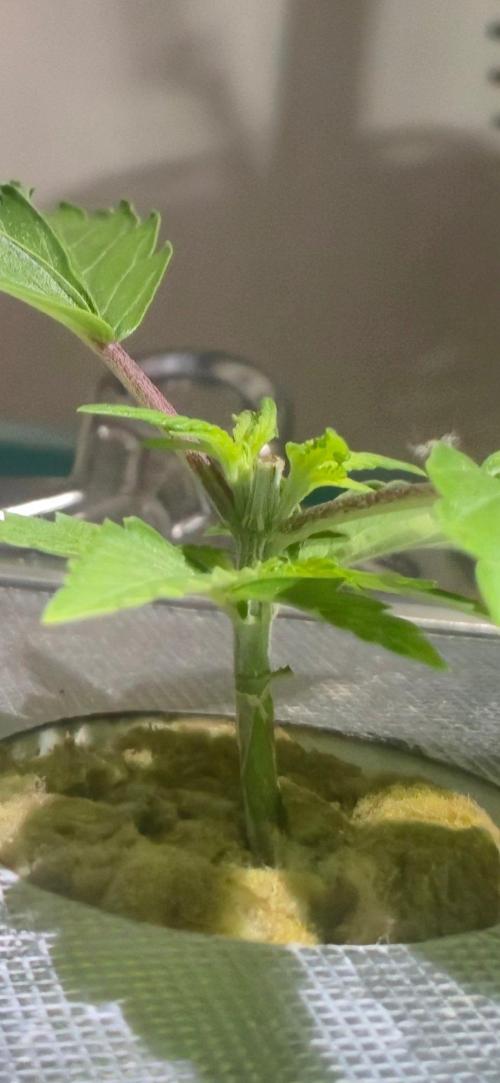 Gorilla Cookies Auto. Week 3