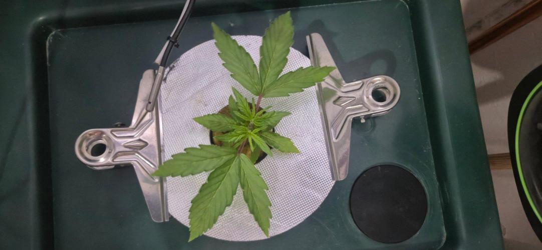 Gorilla Cookies Auto - DWC. Week 3 - 8/12/26