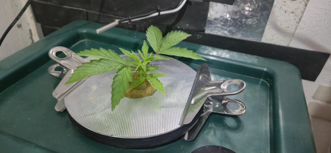 Gorilla Cookies Auto - DWC. Week 3 - 8/12/26