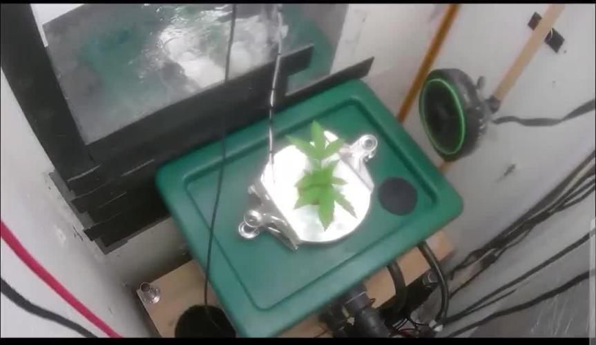 Gorilla Cookies Auto - DWC