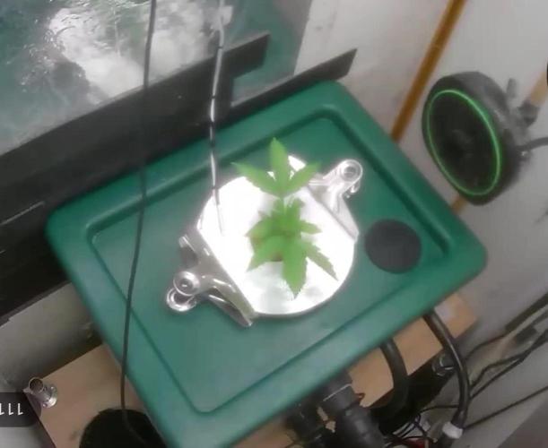 Gorilla Cookies Auto - DWC