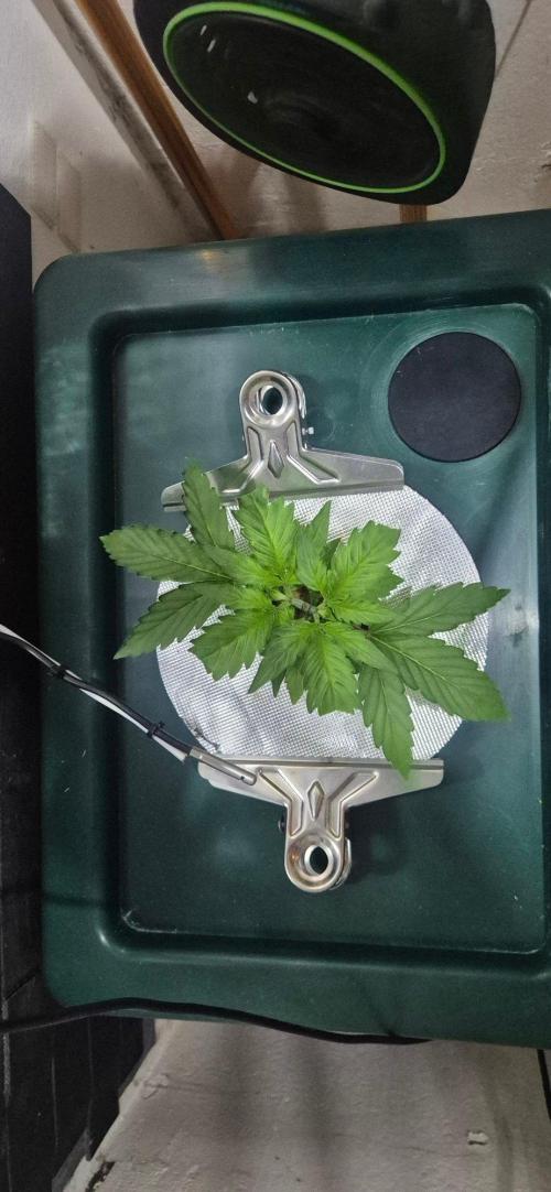 Gorilla Cookies Auto - DWC. Week 3 - 8/14/26