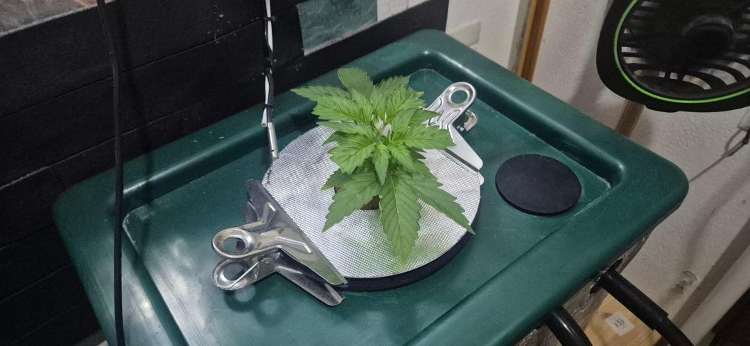 Gorilla Cookies Auto - DWC. Week 3 - 8/14/26